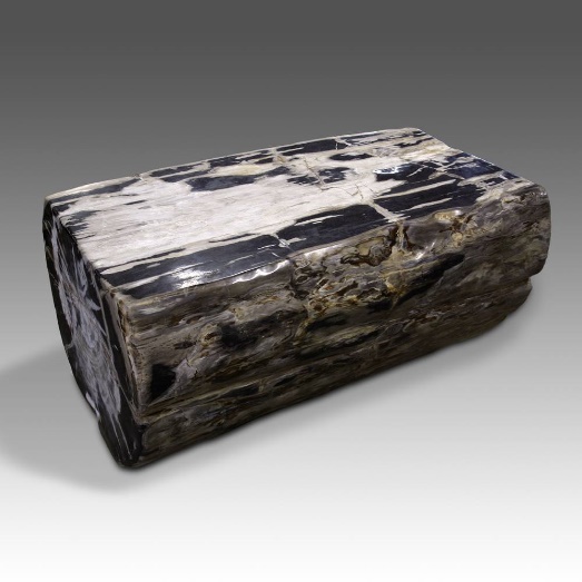 groups-history-objects-petrified-wood-petrified-wood image 2