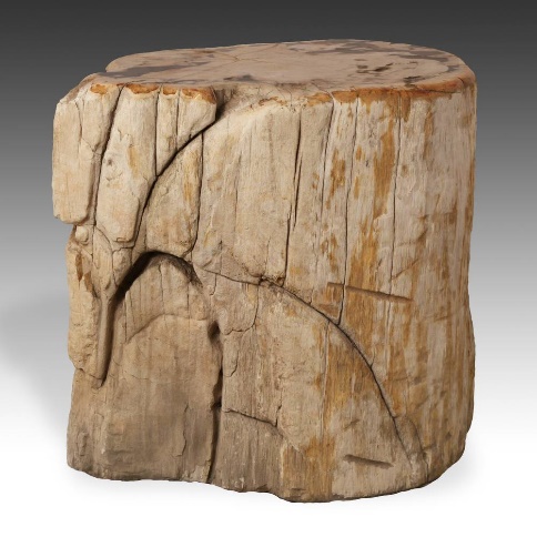 groups-history-objects-petrified-wood-petrified-wood image 3