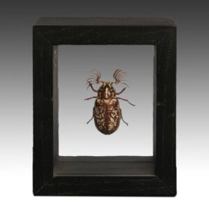 French Wood Polyphyla Fullo