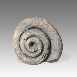 Indonesian Stone Fossilized Shell