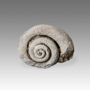 Indonesian Stone Fossilized Shell