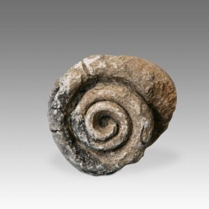 Indonesian Stone Fossilized Shell
