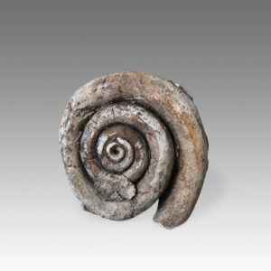 Indonesian Stone Fossilized Shell