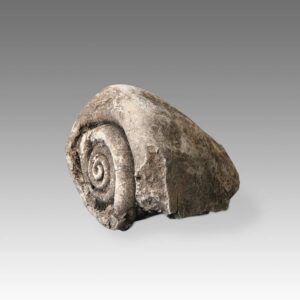 Indonesian Stone Fossilized Shell