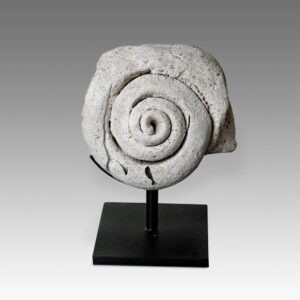 Indonesian Stone Fossilized Shell