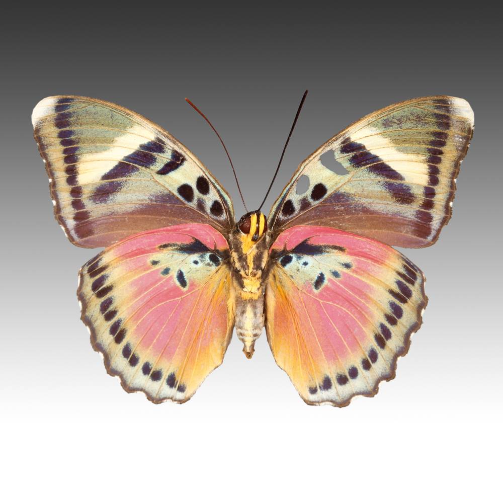 Central African Wood Euphaedra Species - Image 2