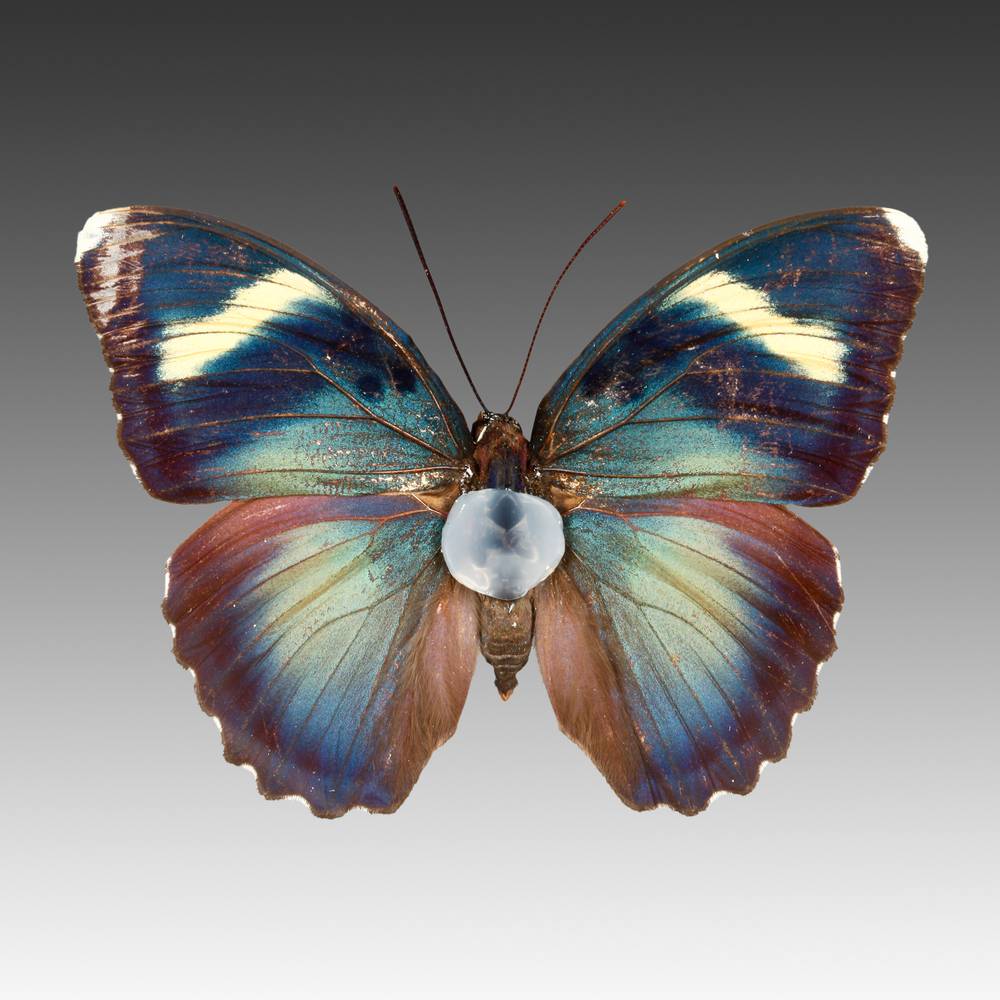 Central African Wood Euphaedra Species - Image 3