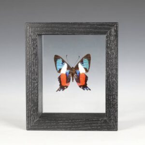 Peruvian Wood Ancyluris Formasissima