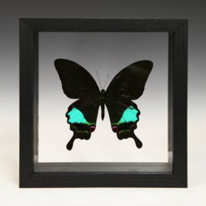 Indonesian Wood Papilio Karna