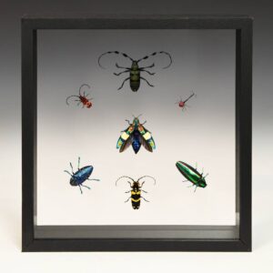 Group of 7 Beetle Specimens