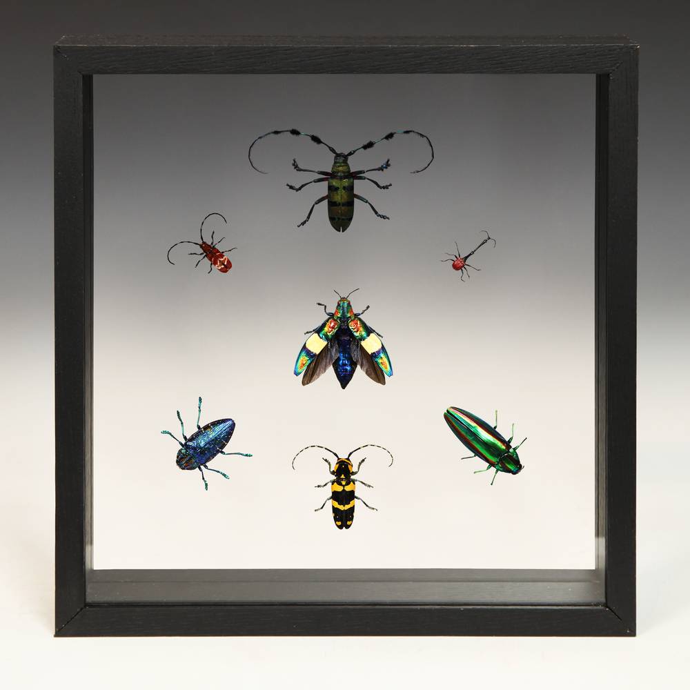 Group of 7 Beetle Specimens