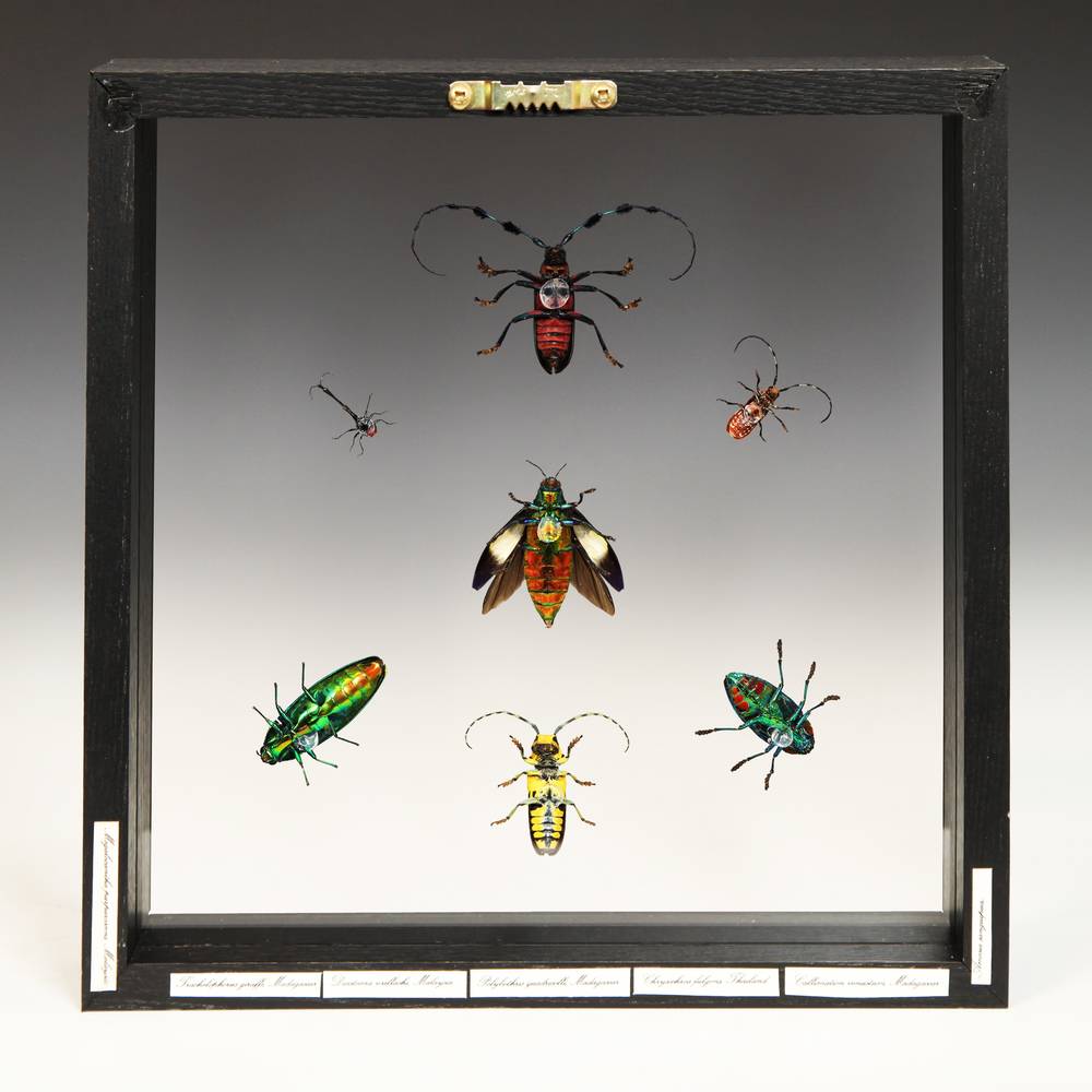 Group of 7 Beetle Specimens - Image 2