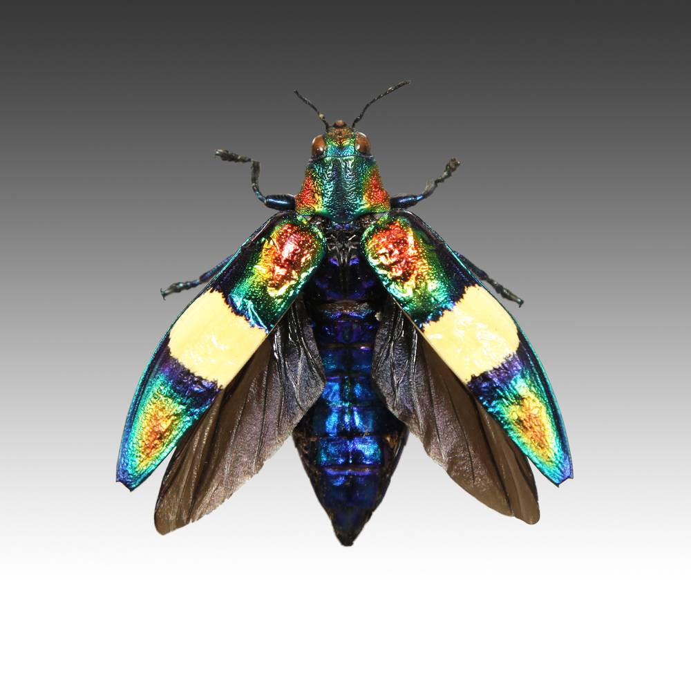Group of 7 Beetle Specimens - Image 3