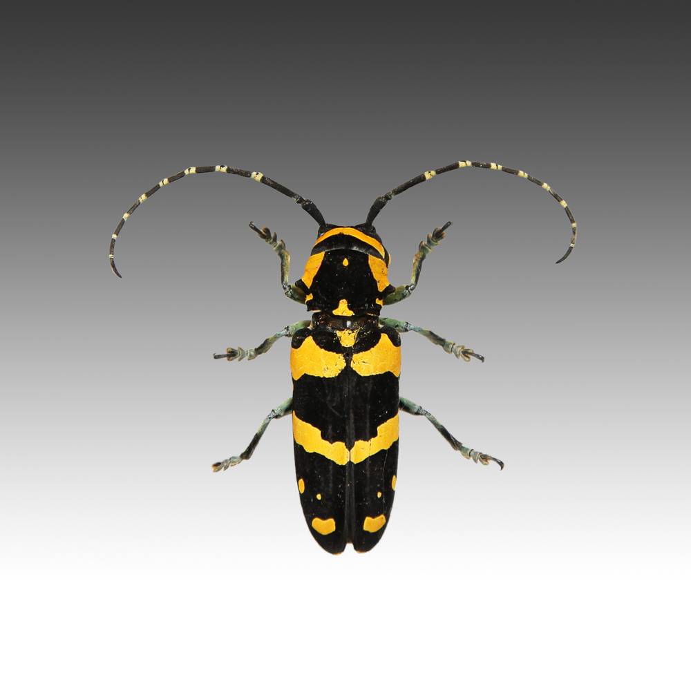 Group of 7 Beetle Specimens - Image 4