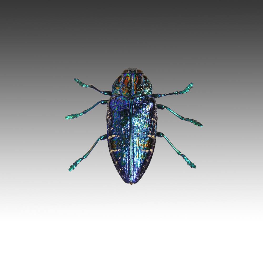 Group of 7 Beetle Specimens - Image 5