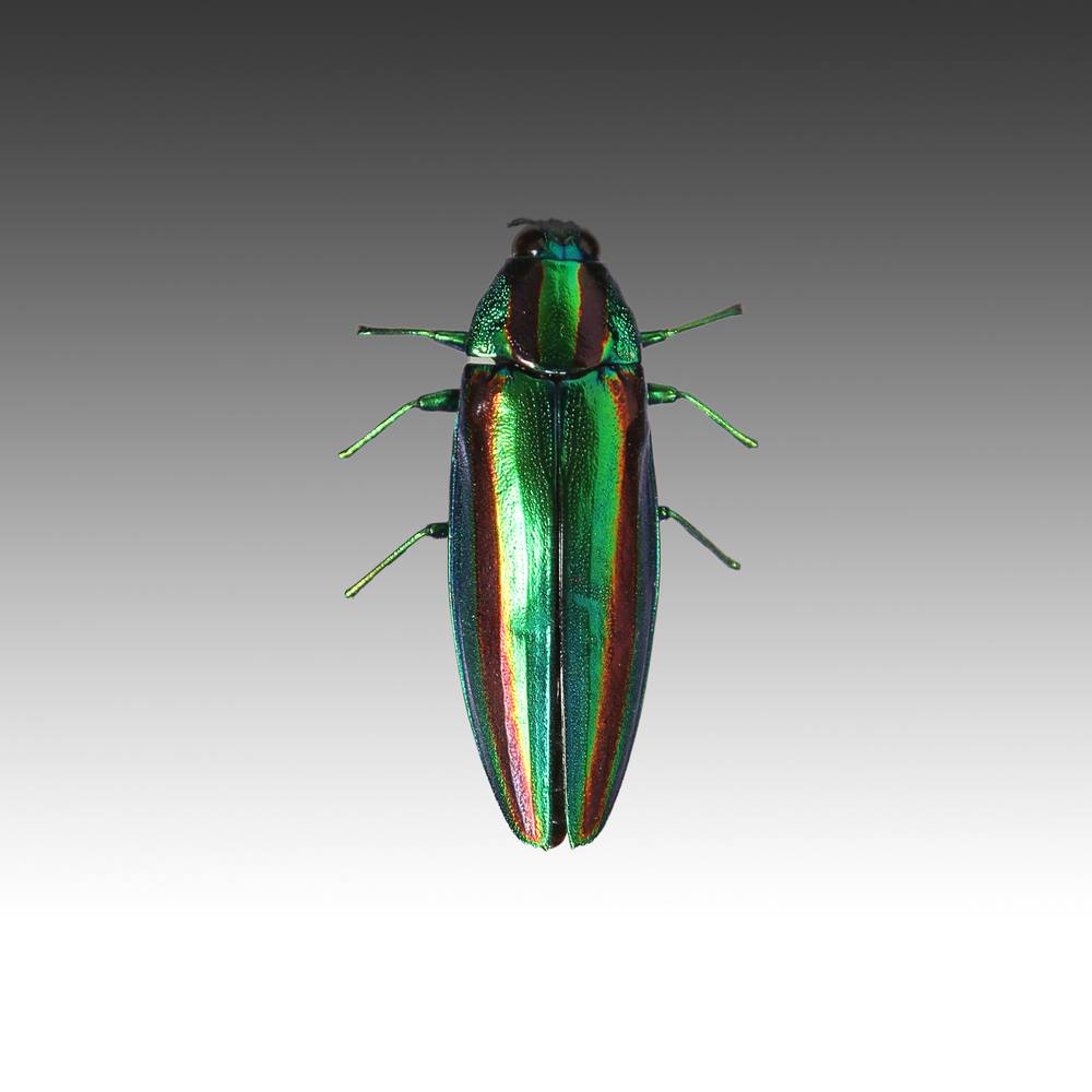 Group of 7 Beetle Specimens - Image 6