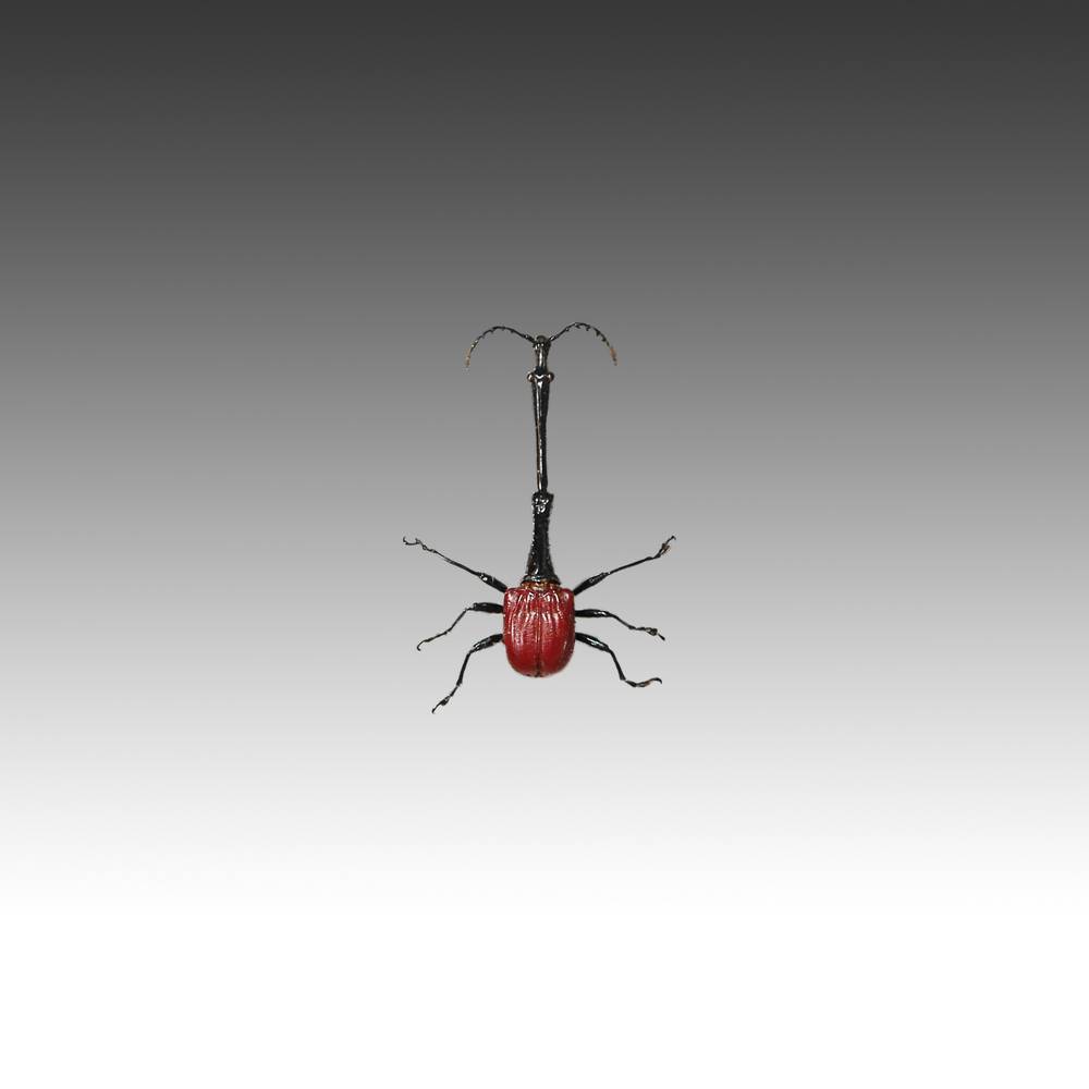 Group of 7 Beetle Specimens - Image 7