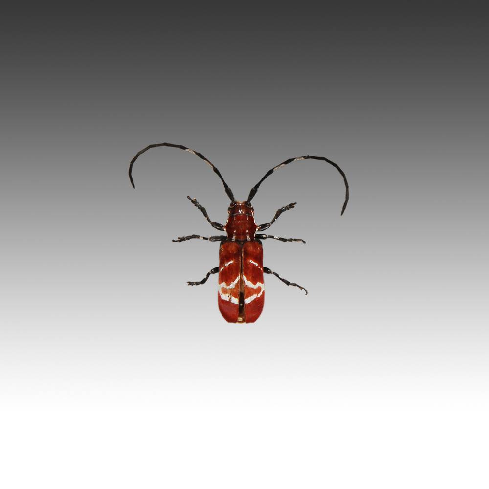 Group of 7 Beetle Specimens - Image 8