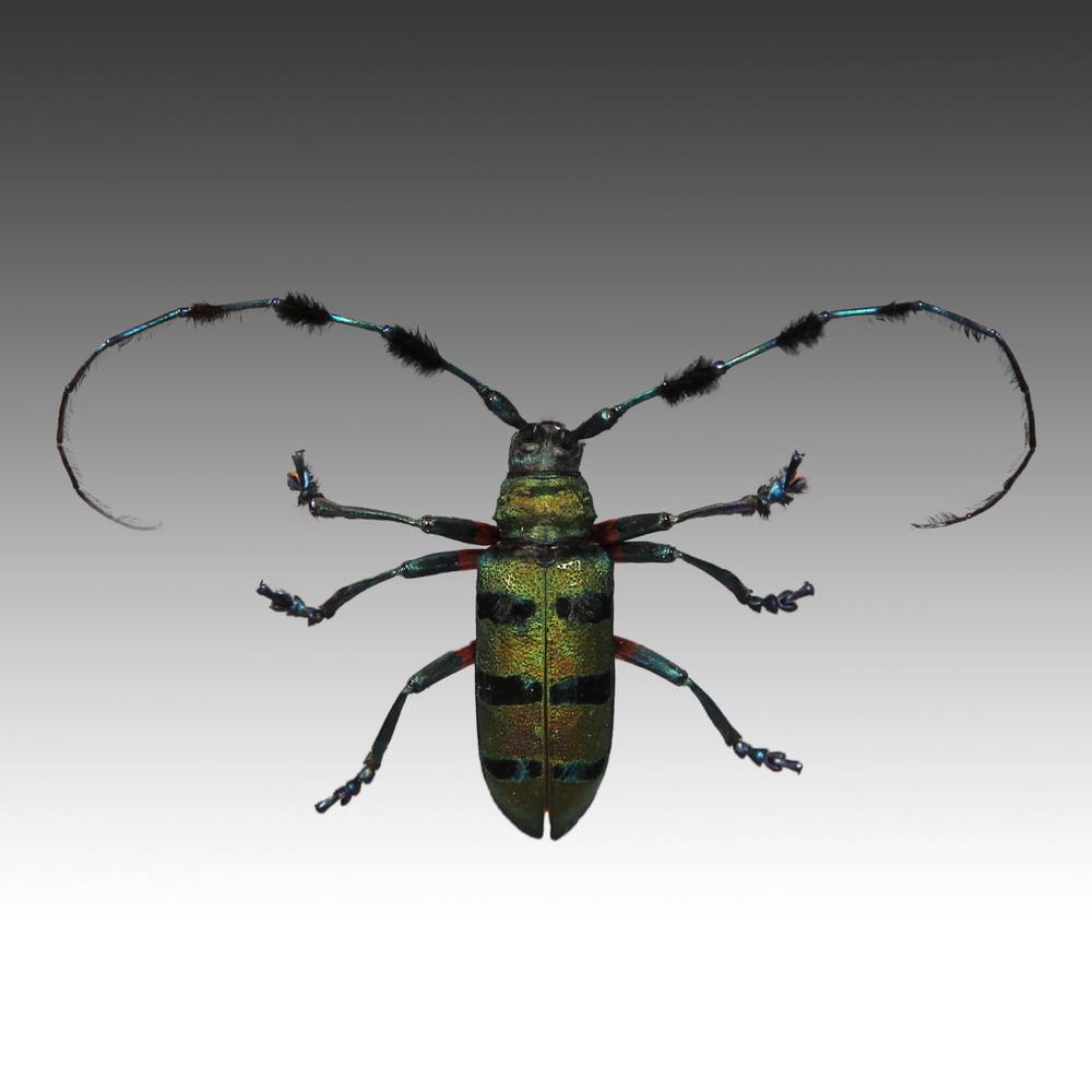 Group of 7 Beetle Specimens - Image 9