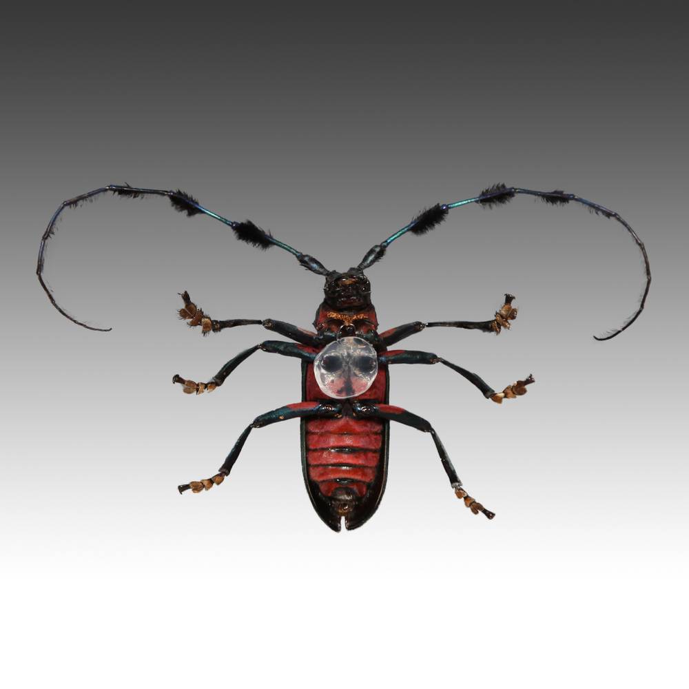 Group of 7 Beetle Specimens - Image 10