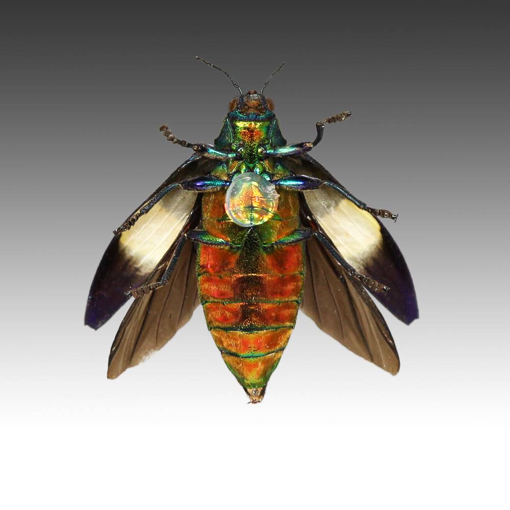 Group of 7 Beetle Specimens - Image 11