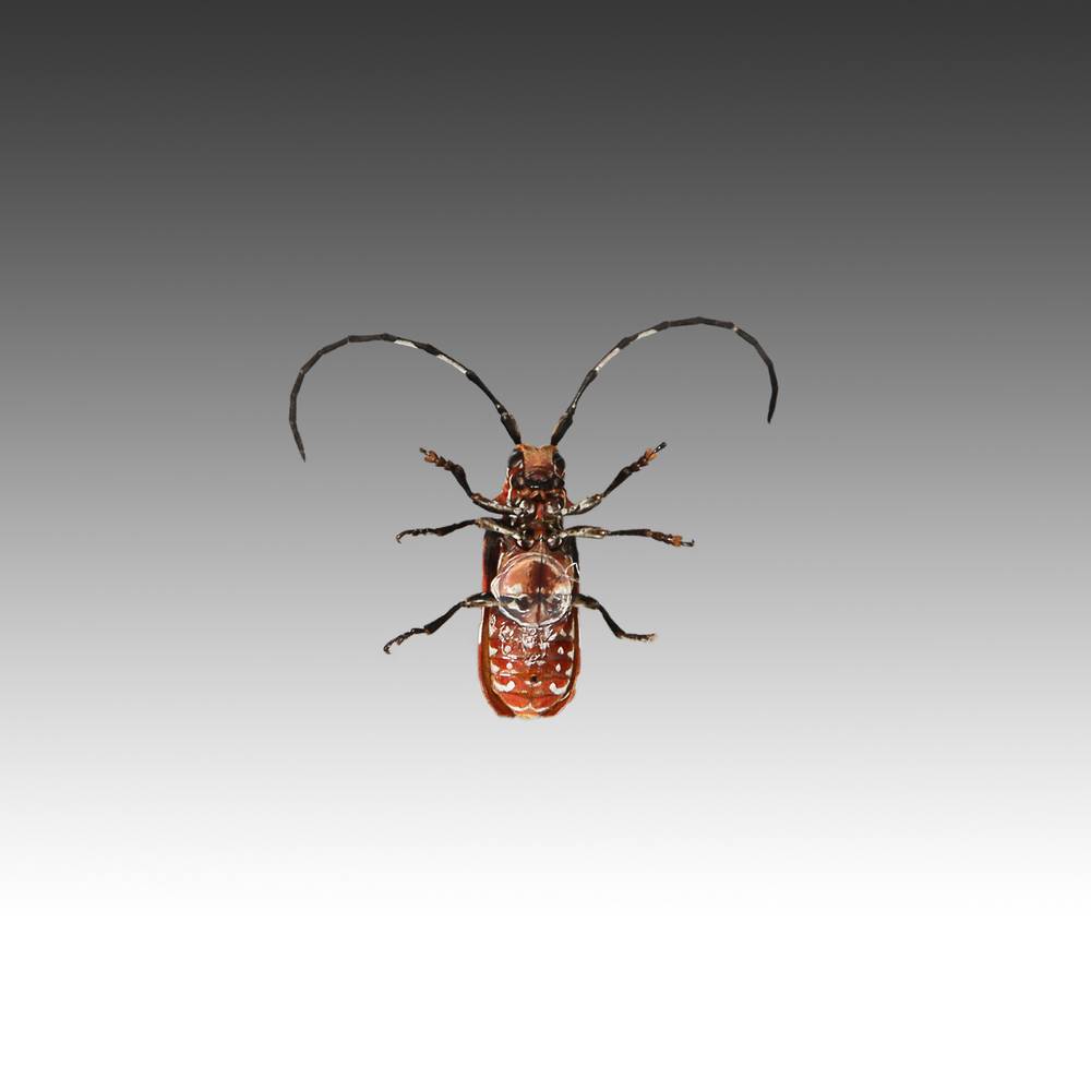 Group of 7 Beetle Specimens - Image 12