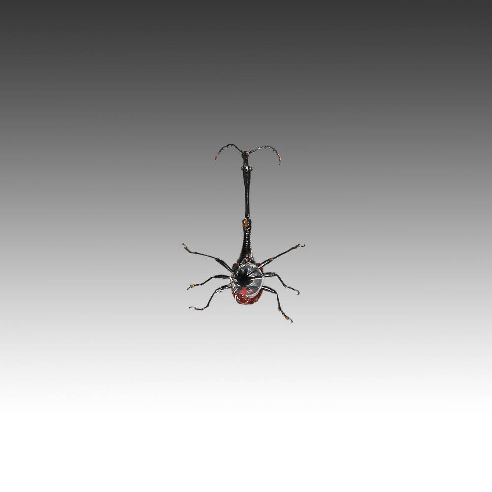 Group of 7 Beetle Specimens - Image 13