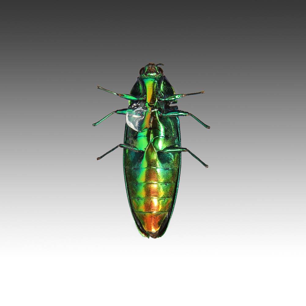 Group of 7 Beetle Specimens - Image 14