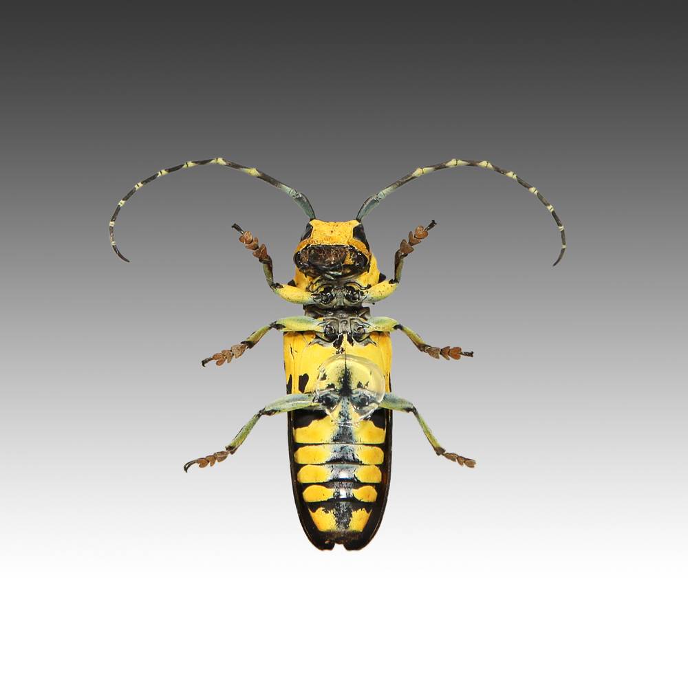 Group of 7 Beetle Specimens - Image 15