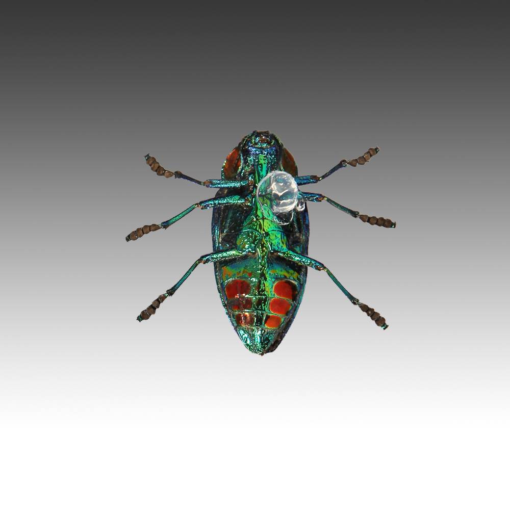 Group of 7 Beetle Specimens - Image 16