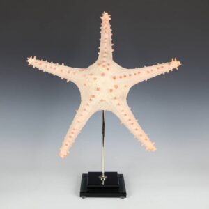 Italian 5 Point Starfish
