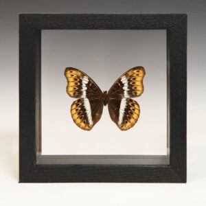 Ghanaian Wood Cynothoe Herminia