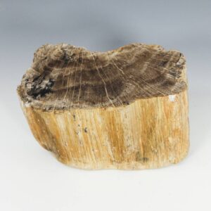 Petrified Wood Object, United States