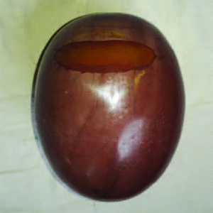 Indian Iron Tantric Lingam