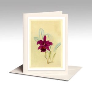 Japanese Archival Note Card, Laeliocattleya General Maude Var. Purple Glory