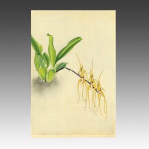 Japanese Woodblock Print: Ranka-Fu Orchid Series, Unframed