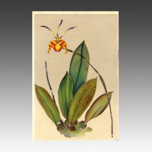 Japanese Woodblock Print: Ranka-Fu Orchid Series, Unframed