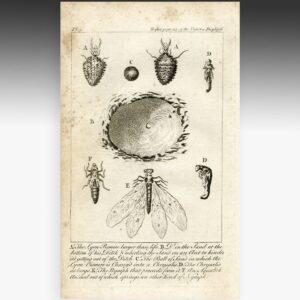 English Engraving